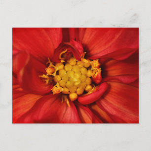 Oranje Dahlia Flower Briefkaart