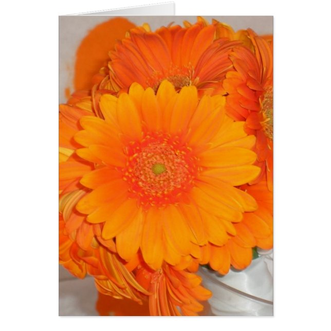 Oranje Daisies (Voorkant)