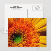 Oranje Daisy-Briefkaart Briefkaart (Voorkant / Achterkant)