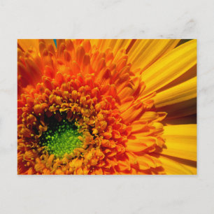 Oranje Daisy-Briefkaart Briefkaart