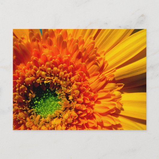 Oranje Daisy-Briefkaart Briefkaart (Voorkant)