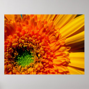 Oranje Daisy Canvas afdrukken Poster