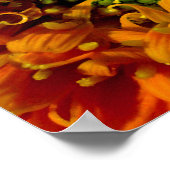Oranje Daisy Canvas afdrukken Poster (Hoek)