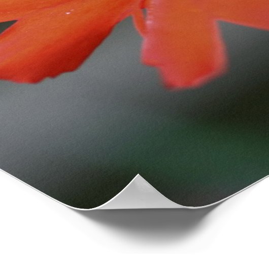 Oranje Daisy Flower Close Poster (Hoek)