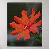 Oranje Daisy Flower Close Poster (Voorkant)
