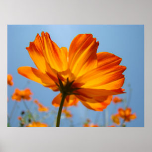 Oranje Daisy Flowers Floral Art Prints Daisies
