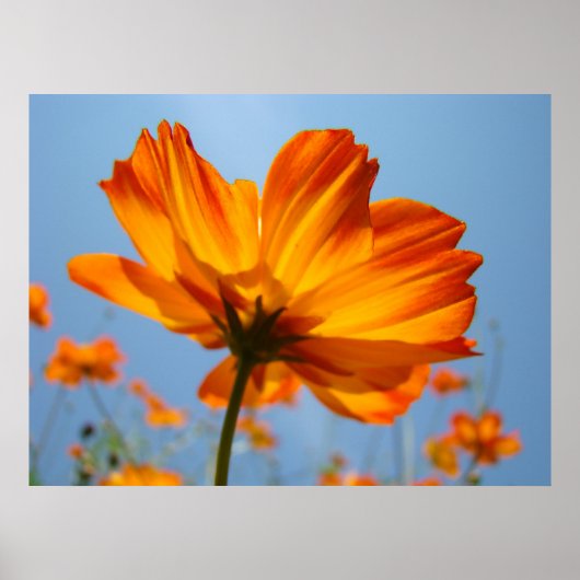Oranje Daisy Flowers Floral Art Prints Daisies (Voorkant)