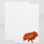 Oranje Daisy Gerbera Flower Briefpapier (Voorkant / Achterkant)