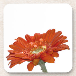 Oranje Daisy Gerbera Flower Drankjes Onderzetter
