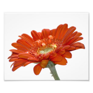 Oranje Daisy Gerbera Flower Foto Afdruk