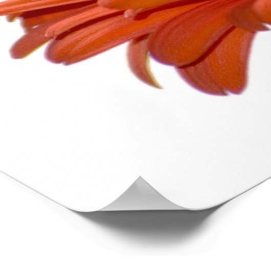Oranje Daisy Gerbera Flower Poster (Hoek)