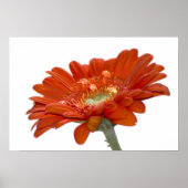 Oranje Daisy Gerbera Flower Poster (Voorkant)