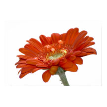 Oranje Daisy Gerbera Flower
