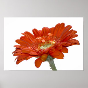 Oranje Daisy Gerbera Flower Poster
