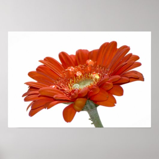 Oranje Daisy Gerbera Flower Poster (Voorkant)