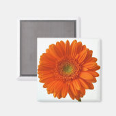 Oranje Daisy Magnet (Voorkant / Achterkant)