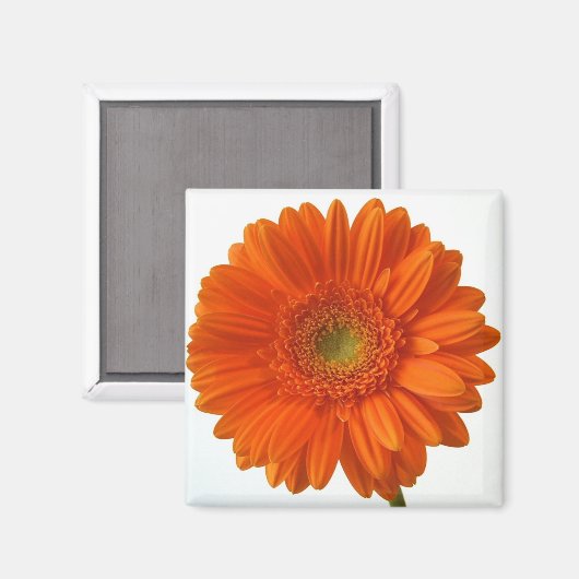 Oranje Daisy Magnet (Voorkant / Achterkant)