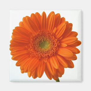 Oranje Daisy Magnet