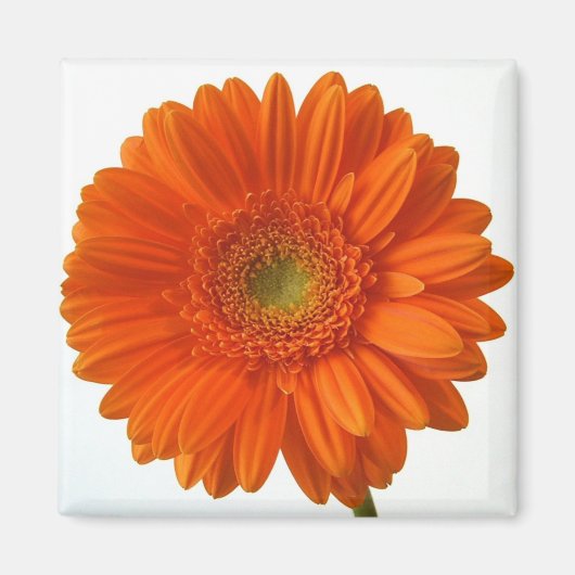 Oranje Daisy Magnet (Voorkant)