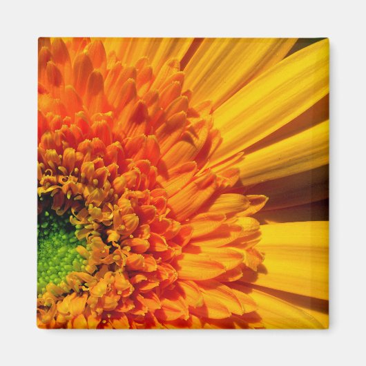 Oranje Daisy Magnet (Voorkant)