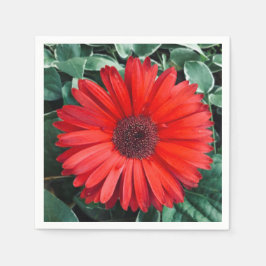 Oranje Daisy napkins Servet