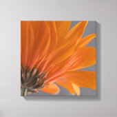 Oranje Daisy over grijs Canvas Afdruk (Voorkant)
