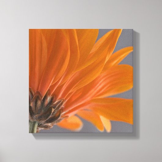 Oranje Daisy over grijs Canvas Afdruk (Voorkant)