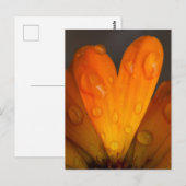 Oranje Daisy Petal Heart met waterdruppels Foto Briefkaart (Voorkant / Achterkant)