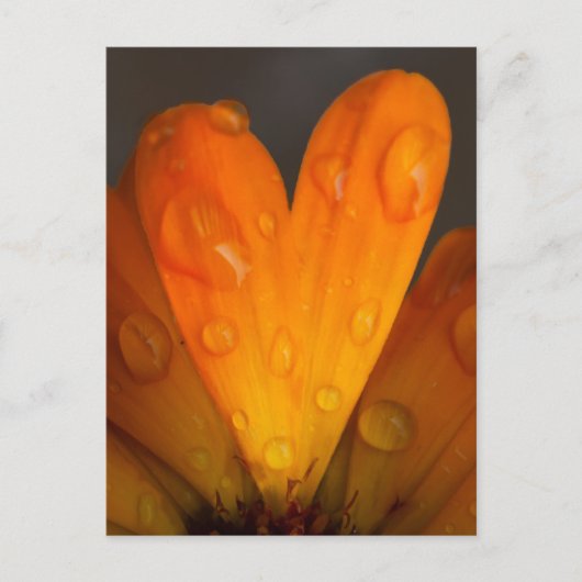 Oranje Daisy Petal Heart met waterdruppels Foto Briefkaart (Voorkant)