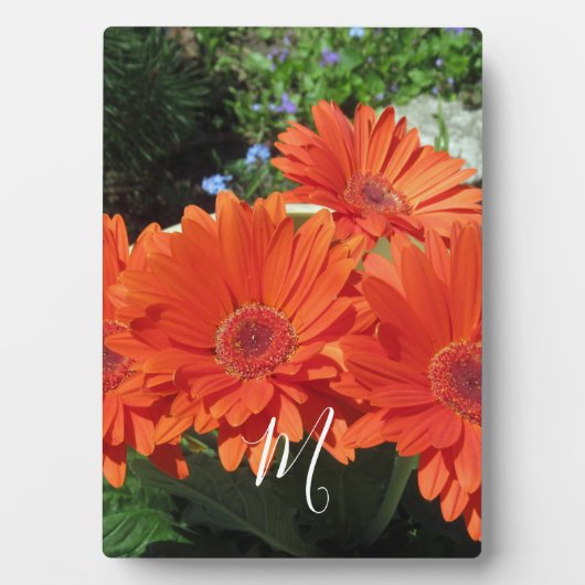 Oranje Daisy Photo Monogram Fotoplaat (voorkant)