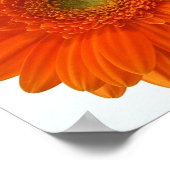 Oranje Daisy Poster afdrukken (Hoek)