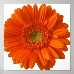 Oranje Daisy Poster afdrukken