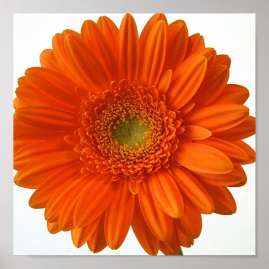 Oranje Daisy Poster afdrukken (Voorkant)