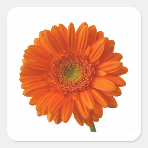 Oranje Daisy Stickers