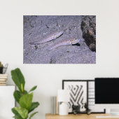 Oranje Dash Goby Pair Poster (Thuiskantoor)