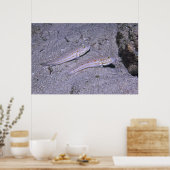 Oranje Dash Goby Pair Poster (Keuken)