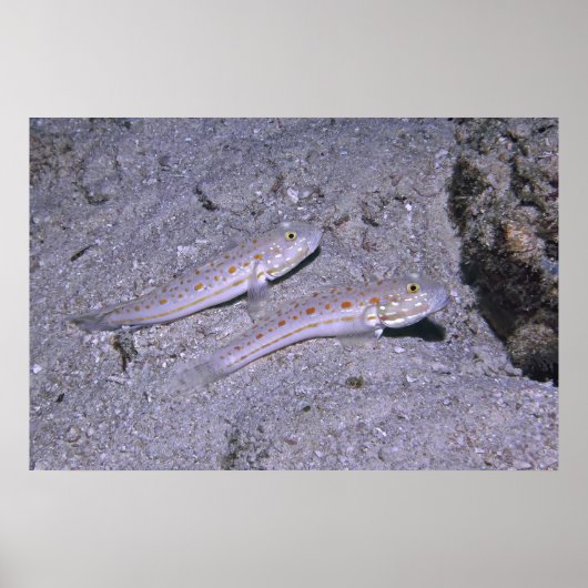 Oranje Dash Goby Pair Poster (Voorkant)