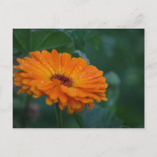 oranje dat je blij was dat ik je schreef briefkaart