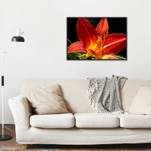 Oranje Daylily Bloom Foto Glossy Perfect Poster