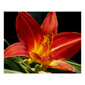 Oranje Daylily Bloom Foto Glossy Perfect Poster (Voorkant)