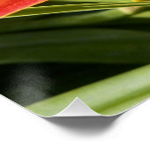 Oranje Daylily Bloom Foto Glossy Perfect Poster (Hoek)