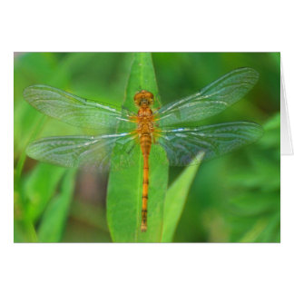 Oranje dragonfly