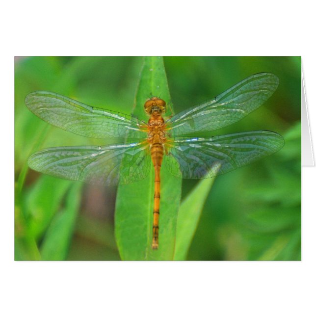 Oranje dragonfly (Voorkant Horizontaal)