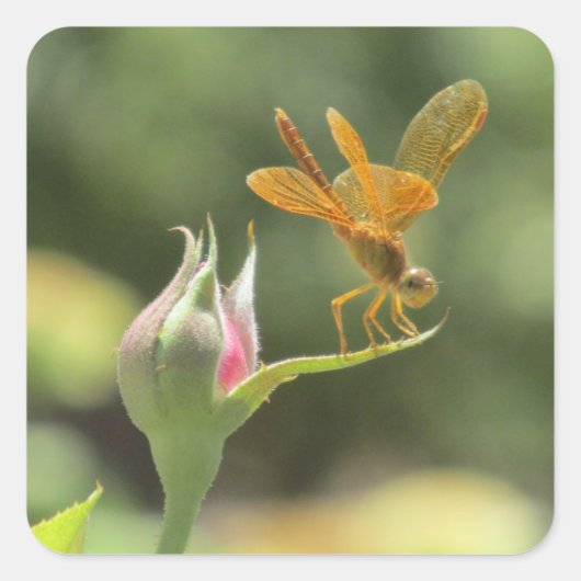 Oranje Dragonfly op Roze Rosebud Vierkante Sticker (Voorkant)