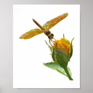 Oranje Dragonfly op Yellow Rosebud Poster
