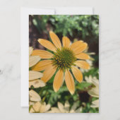 Oranje Echinacea Coneflower Blank Card (Voorkant)