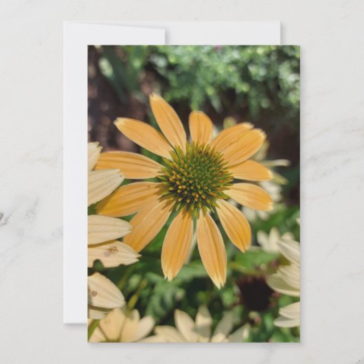 Oranje Echinacea Coneflower Blank Card (Voorkant)