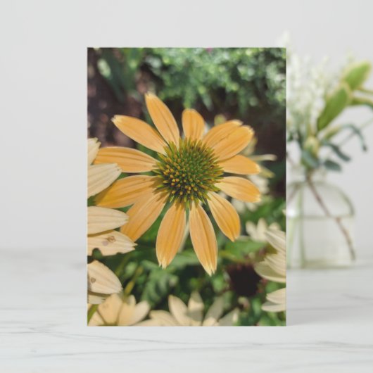 Oranje Echinacea Coneflower Blank Card (Staand voorkant)