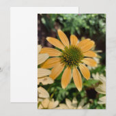 Oranje Echinacea Coneflower Blank Card (Voorkant / Achterkant)