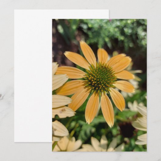 Oranje Echinacea Coneflower Blank Card (Voorkant / Achterkant)